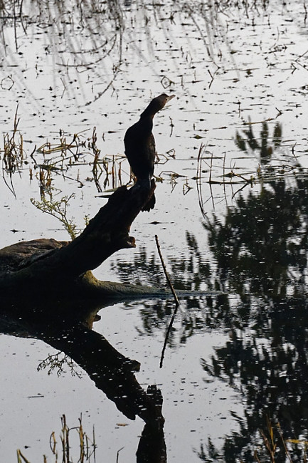 Keoladeo national park-064